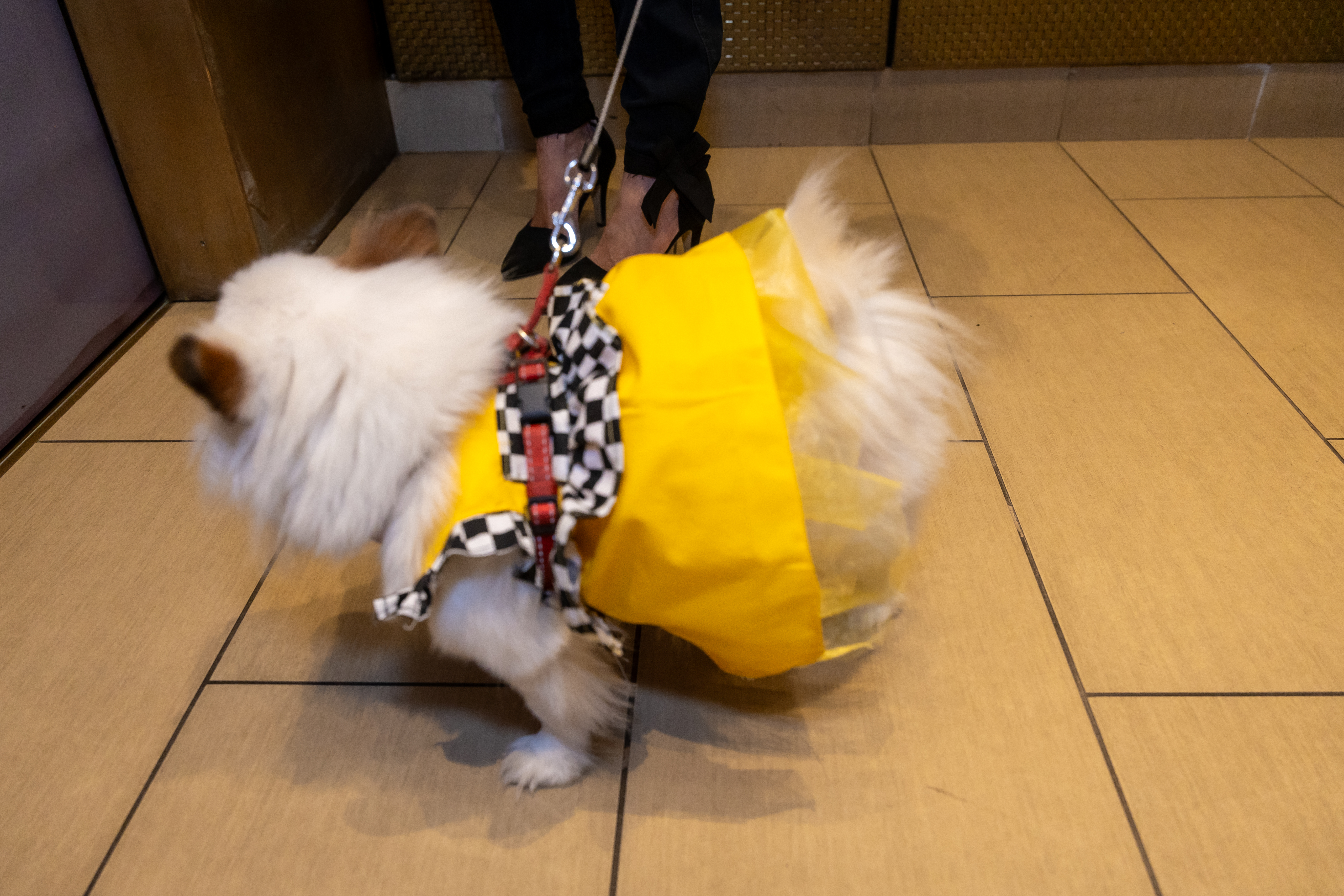 This dog clearly knows how to dress for success!